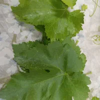 برگ انگور میم دلمه دانش آموز