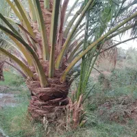 جونگ مضافتی|گل و گیاه طبیعی|نرماشیر, |دیوار