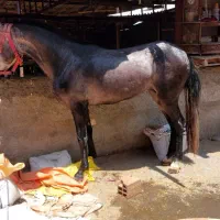 دو عدد اسب کاری|اسب و تجهیزات اسب‌سواری|کردکوی, |دیوار