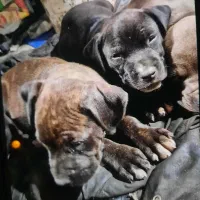 طوله امریکن بلو دو ماهه نر و ماده