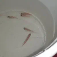 کالر ویدو سفید|ماهی|دزفول, |دیوار