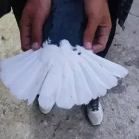 جفت دوم سفید|پرنده|خرم‌آباد, |دیوار