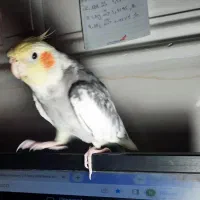 گمشده فراری|حیوانات|میناب, |دیوار