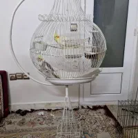 ۲ عدد عروس هندی جفت با قفس