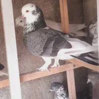 کبوتر  پرشی  همه  ساعت  بالا   دارم  جم  میکنم