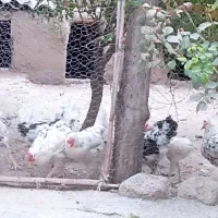 مرغ و خروس گلین
