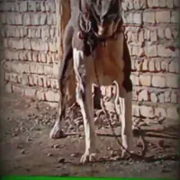 سگ مشکی واگزاری