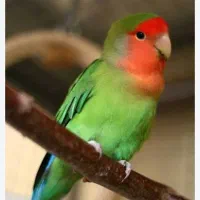 طوطی برزیلی جهت محاوظه