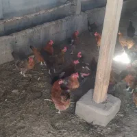 مرغ تخم گذار محلی