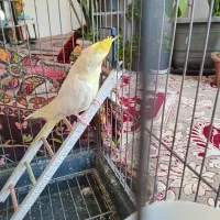 عروس نر بیش از. ۲۰ کلام حرف می زنه معا وضه با|پرنده|مشهد, قائم|دیوار