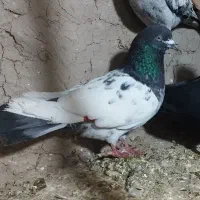 کفتریا کبوتر سر دم سبز