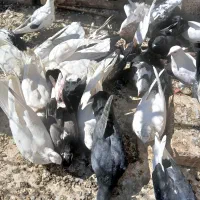 کفتر یه خانه|پرنده|همدان, |دیوار