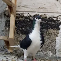 کفتر|پرنده|داراب, |دیوار