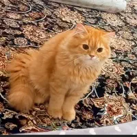 گربه  بریتیش لانگ هیر نر