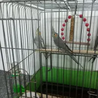 باسلام عروس هلندی نر وماده سالم وسرحال دستی نیست|پرنده|ایجرود, |دیوار