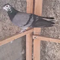 کبوتر دمگیر خرقه|پرنده|خمینی‌شهر, |دیوار