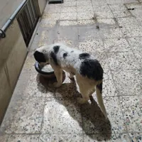 توله سگ 3ماهه محلی برای نگهبانی ،باغ یا گله