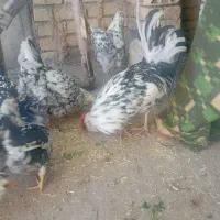 جوجه