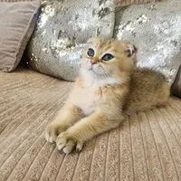 بچه گربه برتیش و اسکاتیش