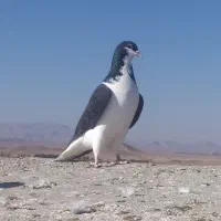 چپ نرو ساده ماده
