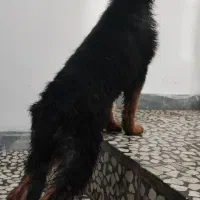 طوله ژرمن با اصالت فوری معاوضه هم دارم|سگ|لنگرود, |دیوار