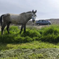 نریون عرب یه سر