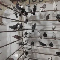 کفتر قم جمعه رسید آنتیک پرنده سرای کیان جدا کن|پرنده|کرج, خرمدشت|دیوار