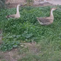 قوغاز نر|حیوانات مزرعه|گتوند, |دیوار