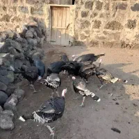 10عدد بوقلمون نر|حیوانات مزرعه|بازرگان, |دیوار