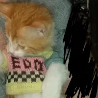 بچه کربه مریض گمشده