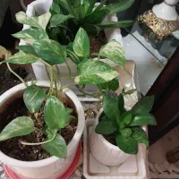 گل بنجمی|گل و گیاه طبیعی|رباط‌کریم, رباط‌کریم|دیوار