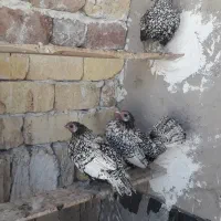 مرغ وخروس|حیوانات مزرعه|کاشان, کلنگه|دیوار