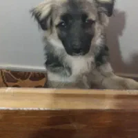 سگ پیدا شده