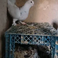 کفتر|پرنده|فردوس (خراسان), |دیوار