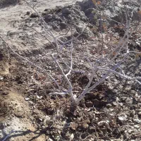 هرس پسته به صورت تخصصی