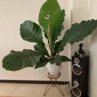 گل و گیاه|گل و گیاه طبیعی|شاهینشهر, مخابرات (شهید بهشتی)|دیوار