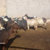 بزغاله|حیوانات|تاکستان, |دیوار