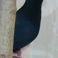 فروش چند عدد حیون کار درست|پرنده|سیرجان, |دیوار