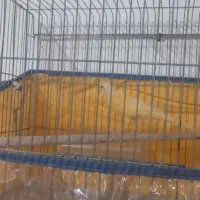 فروش سه پرنده بندرلنگه|پرنده|بندرلنگه, |دیوار