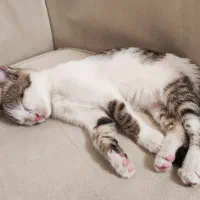 گربه|گربه|ماسال, |دیوار