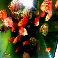 هفده تا دیسکس چهار اینچ