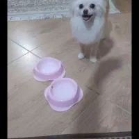 پامرین نرو ماده|سگ|الوند, |دیوار