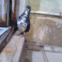 خوشرنگ سیاه ماده|پرنده|شیراز, شهرک مهدی‌آباد|دیوار