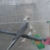 عروس هلندی مولد|پرنده|فلاورجان, |دیوار