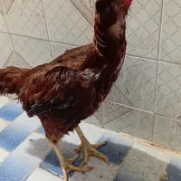 مرغ لاری