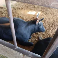 گوساله چاق فوق سوپر