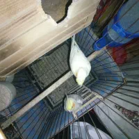 یک جفت عروس هلندی به همراه لوازم