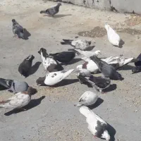 کبوترسینه ای تک پر ریش|پرنده|فاضل آباد, |دیوار
