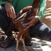 خروس لاری