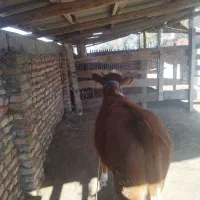 گوساله ماده هیکل درشت و چاق